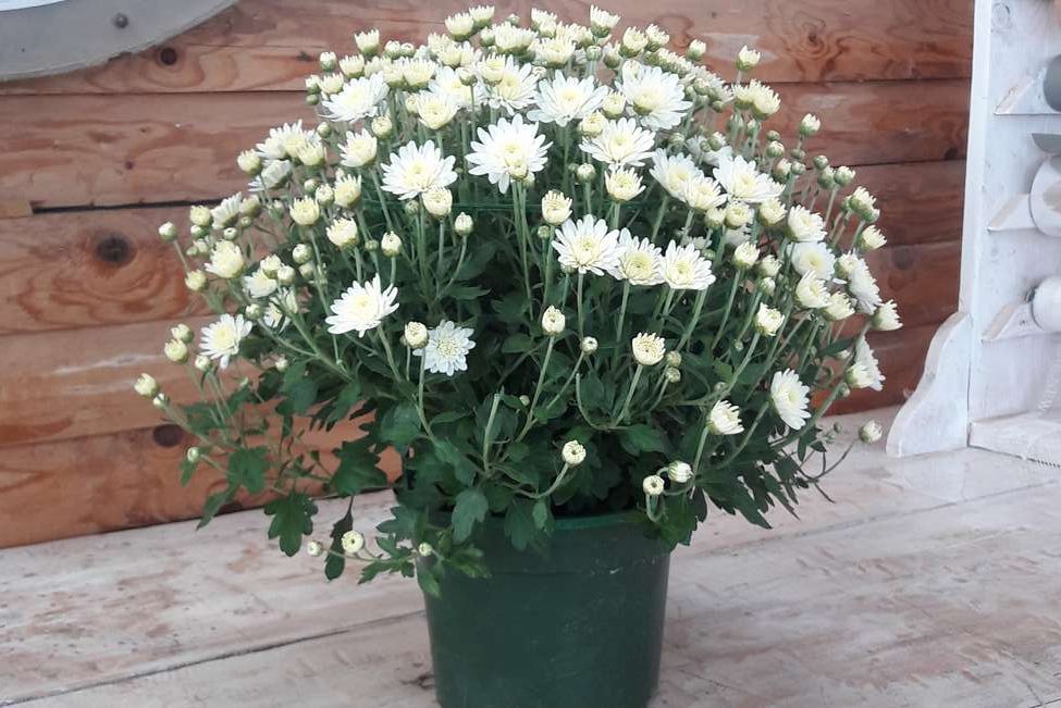 fermer de mains plantation chrysanthème fleur dans une blanc pot