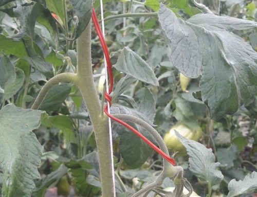 Le fil rouge de la tomate du Pépé: l’agriculture raisonnée